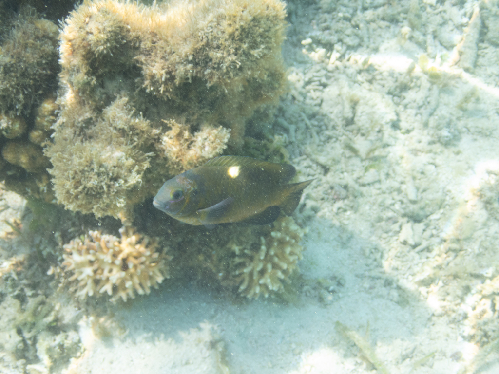 Pale-spot Damsel