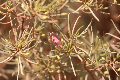 Narrow-leaved Poverty Bush