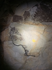 Lampropeltis alterna