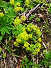 Alchemilla subcrenata
