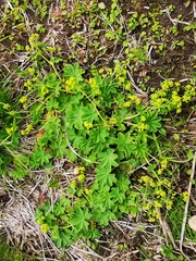 Alchemilla subcrenata