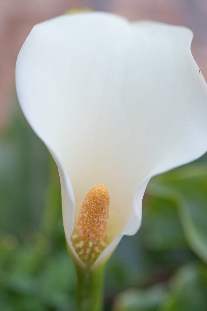 Scented arum (Zantedeschia odorata)