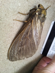 Abantiades argentata