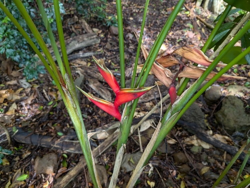 Image of Heliconia stricta by (c) Damien Wallace, some rights reserved (CC BY)