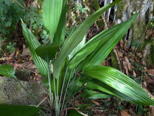 Image of Dracaena aubryana by (c) Damien Wallace, some rights reserved (CC BY)