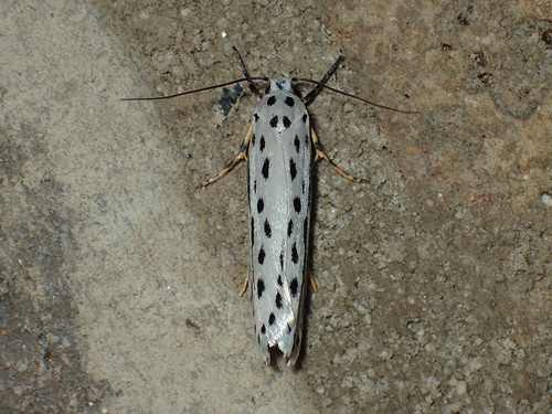 Zeller's Ethmia Moth photo 3
