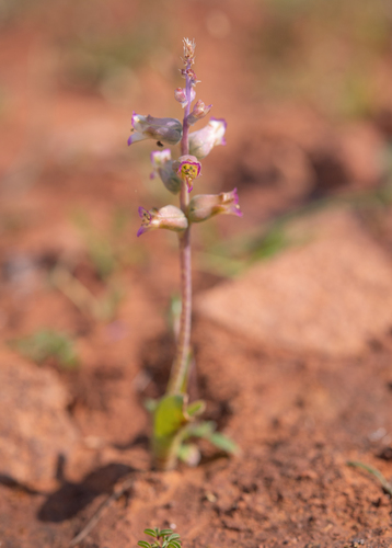 Lachenalia obscura