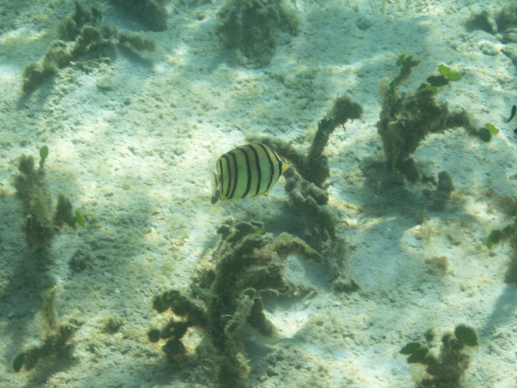 Eightband butterflyfish