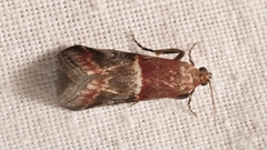 Acrobasis marmorea