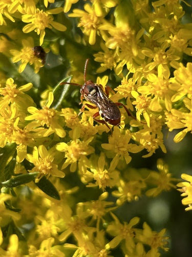 Nomada asteris photographed in Oklahoma
