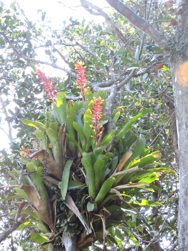 Aechmea kertesziae, photograph 4