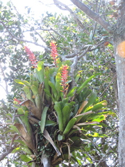 Aechmea kertesziae, photograph Fabrício Mil Homens Riella, CC BY, iNaturalist via GBIF