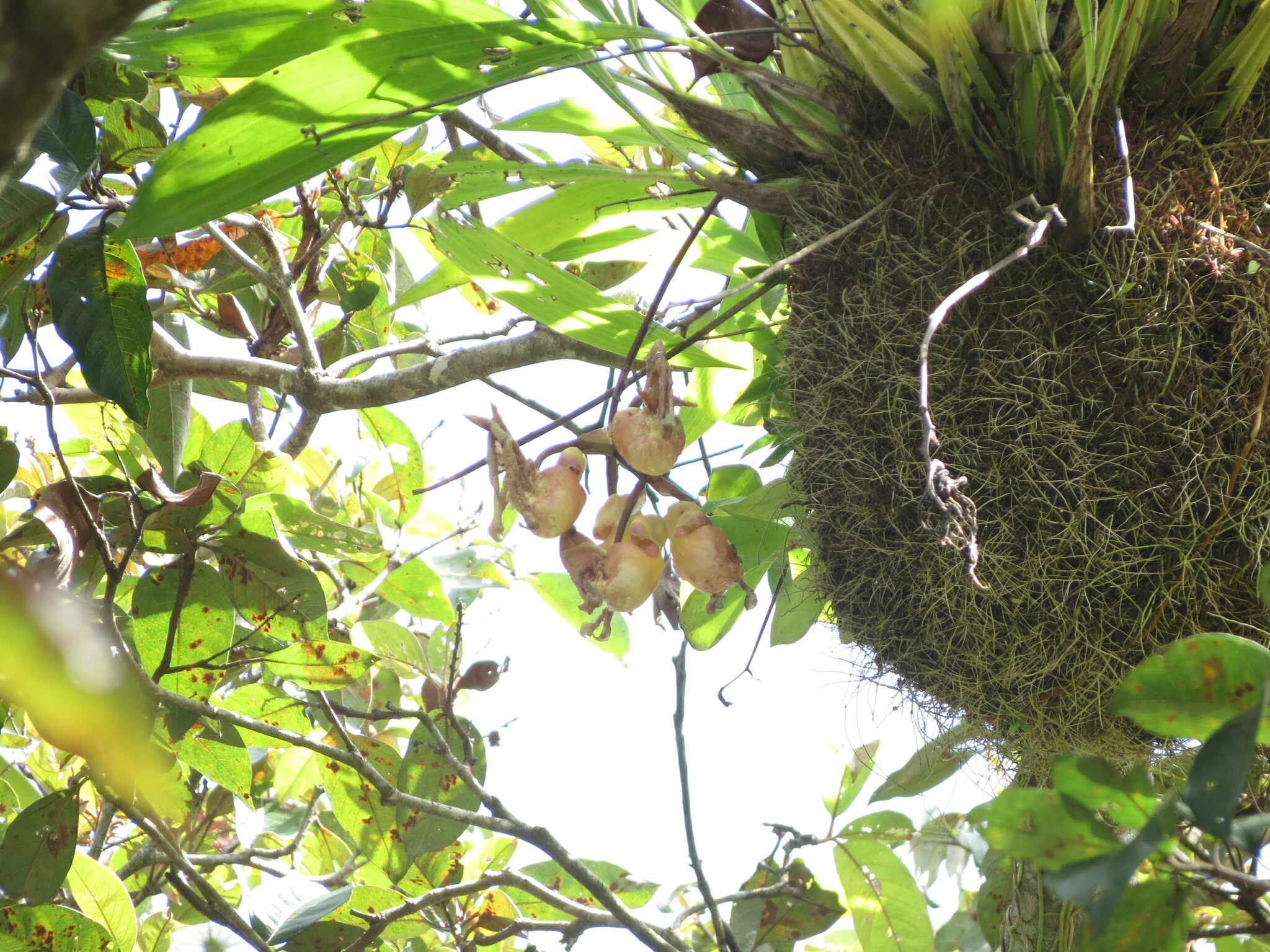 Coryanthes horichiana Jenny 2