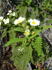 Chamaebatia australis
