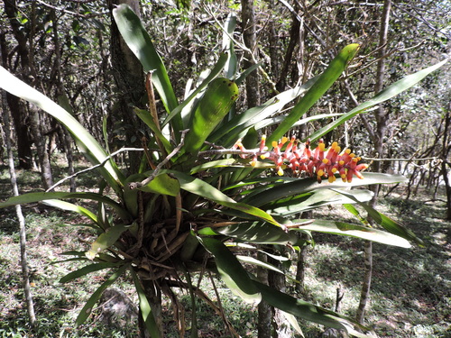 Aechmea kertesziae (Aechmea kertesziae)