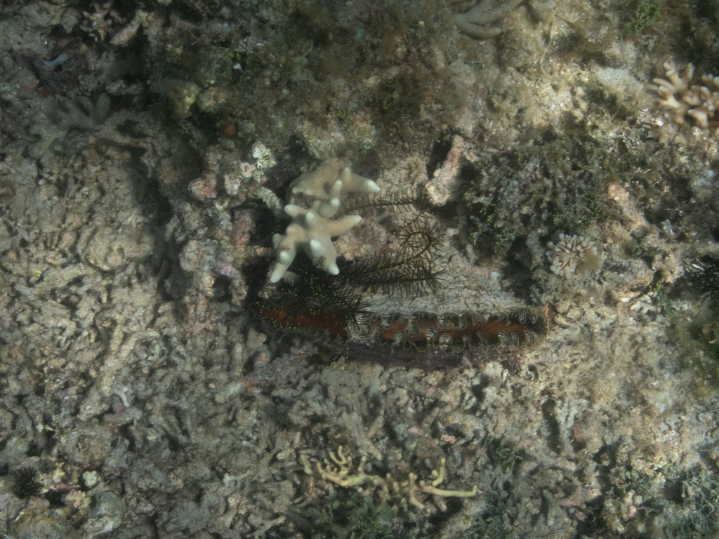 Comb penshell