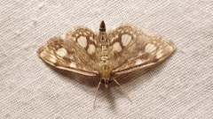 Anania coronata
