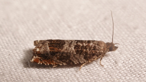Triangle-marked Roller, photo 4 of 10