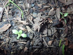 Haloragis erecta erecta