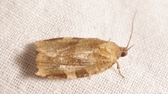 Choristoneura hebenstreitella