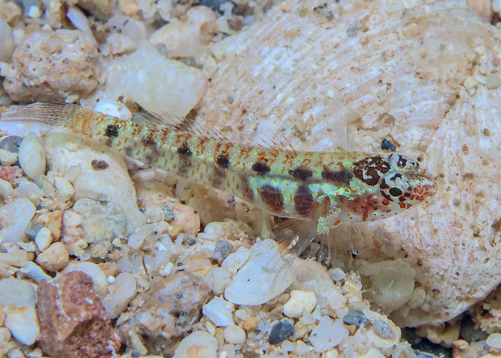 Naked-Headed Goby