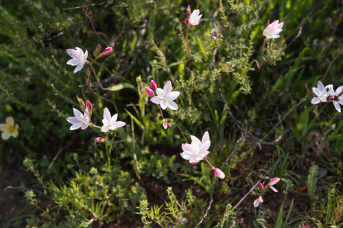 Hesperantha cucullata, photograph 5