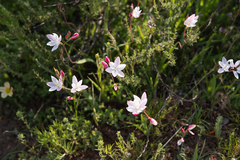 (c) Morten Ross, some rights reserved (CC BY) Hesperantha cucullata, photograph (c) Morten Ross, some rights reserved (CC BY)