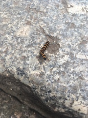 Tyria jacobaeae