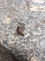 Tyria jacobaeae