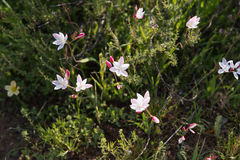 Hesperantha cucullata, photograph (c) Morten Ross, some rights reserved (CC BY)