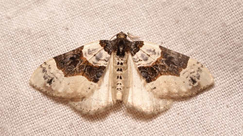 Juodjuostė Cidarija nuotrauka