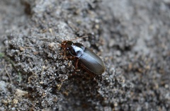 Harpalus griseus