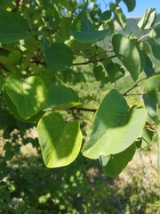Cercis siliquastrum