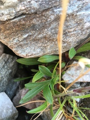 Silene uralensis