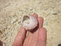 Trochus maculatus