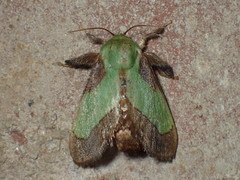 Parasa chloris