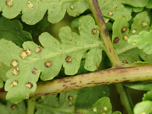 Dryopteris sandwicensis