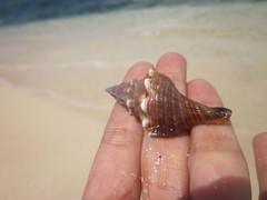 Pleuroploca trapezium