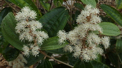 Miconia amoena