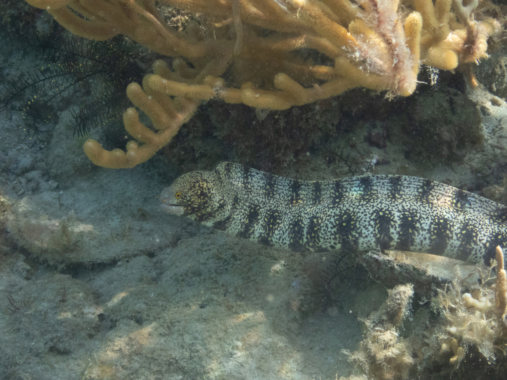 Snowflake moray