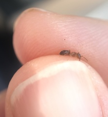Formicidae
