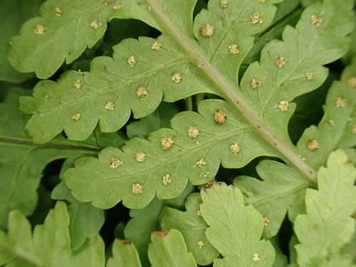 Dryopteris sandwicensis