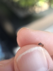 Formicidae