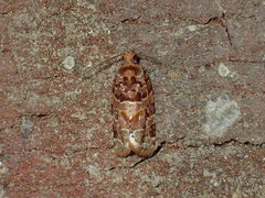 Argyrotaenia floridana