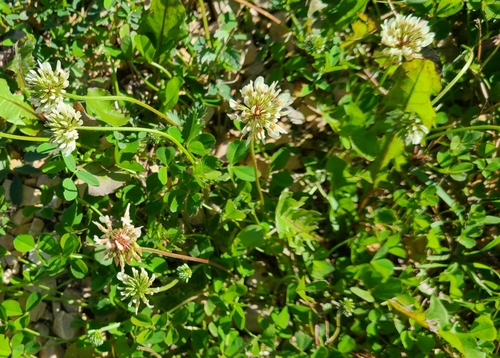 white clover