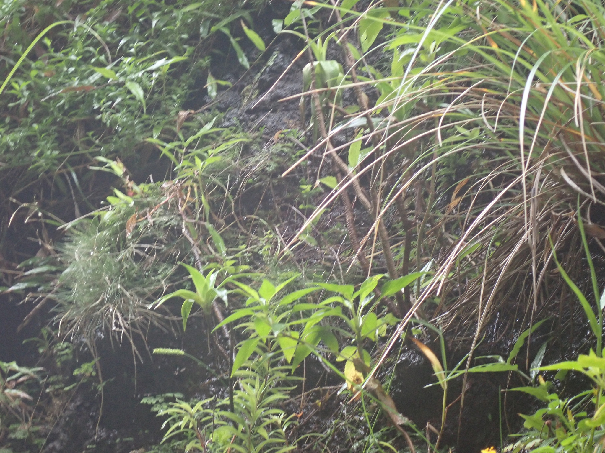 Dubautia plantaginea ssp. humilis