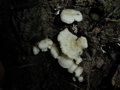 Rhizocybe albida