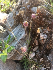 Silene uralensis