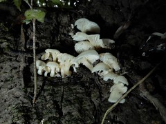 Rhizocybe albida