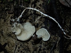 Rhizocybe albida